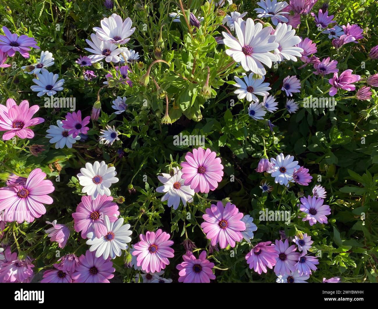 Dimorphotheca ecklonis, capo margherita Foto Stock