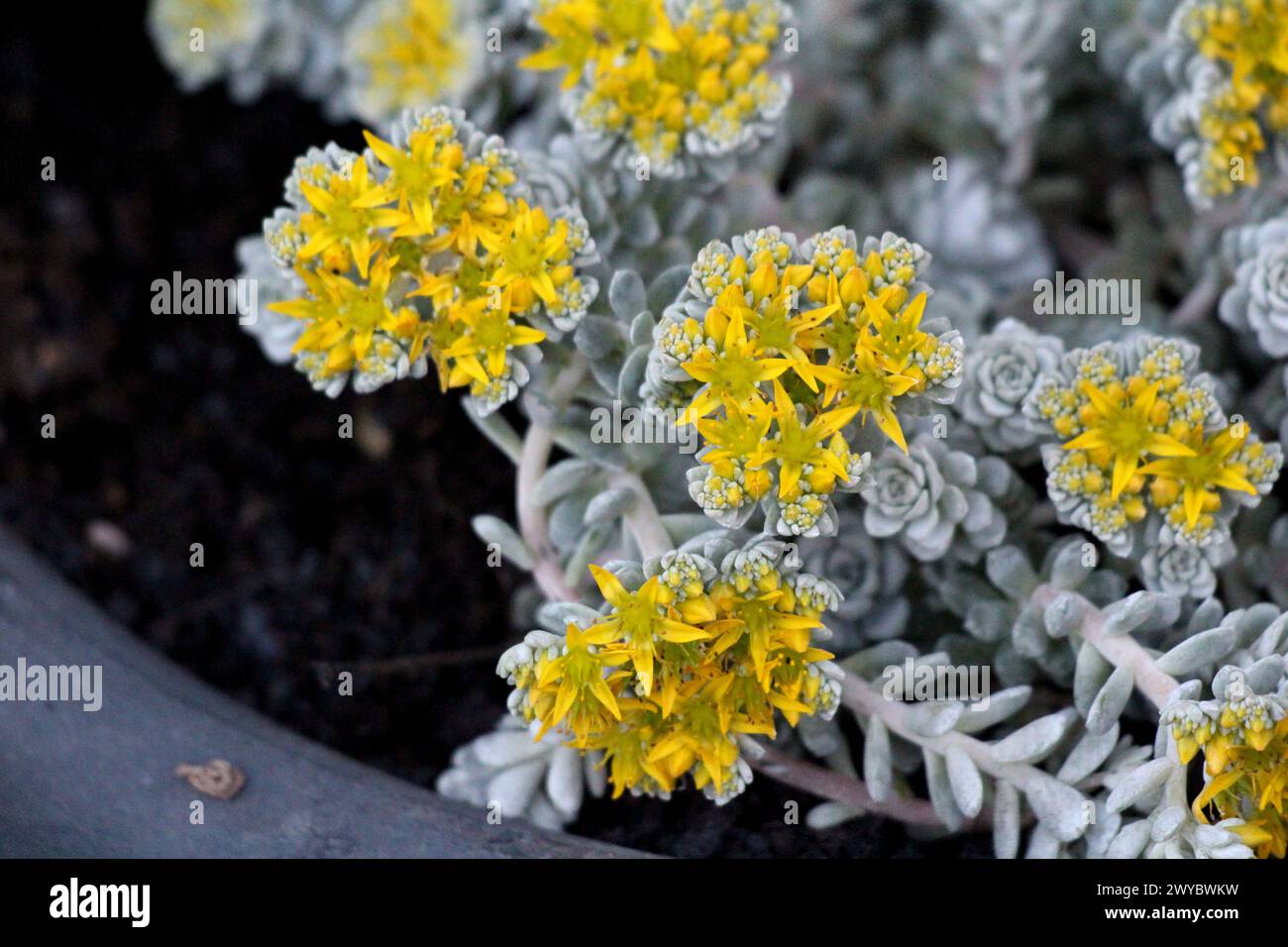 Sedum Spathulifolium Cape Blanco o Cape Blanco Sedum o terreno a foglia larga Stonecrop che abbraccia piante perenni sempreverdi che formano tappeto di polvere Foto Stock
