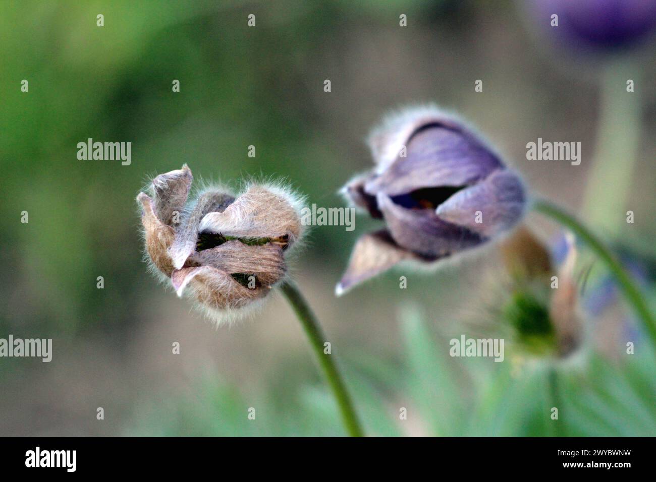 Due Pulsatilla vulgaris o Pasque o Pasqueflower, pascolqueflower europeo o Danes Blood piante erbacee perenni in fiore Foto Stock