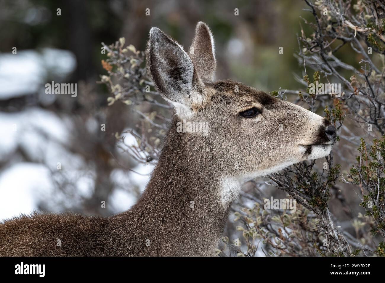 Ritratto del giovane Mule Deer (Odocileus hemionus) guardando la fotocamera. Parco Nazionale del Grand Canyon. Foresta in background. Foto Stock