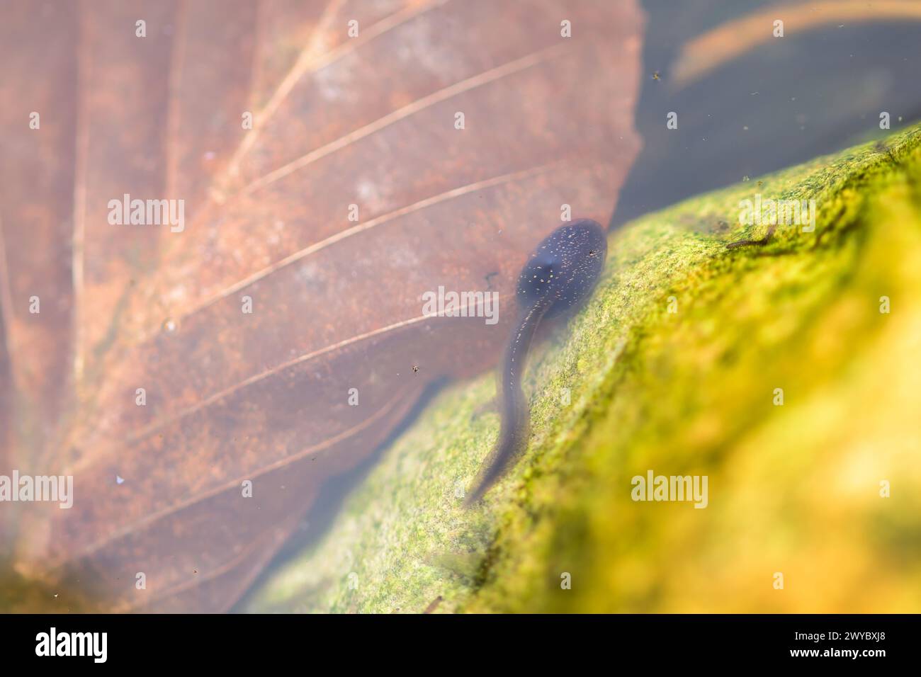 Un singolo tadpole che nuota accanto a una roccia e sopra una foglia marrone morta, la vita dello stagno Foto Stock