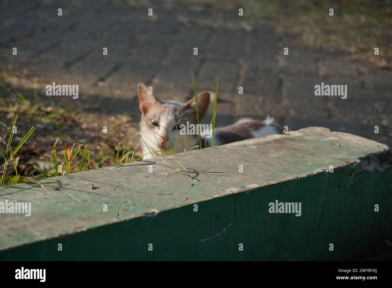 Un gatto randagio che si rilassa al sole e sbircia accanto al marciapiede Foto Stock