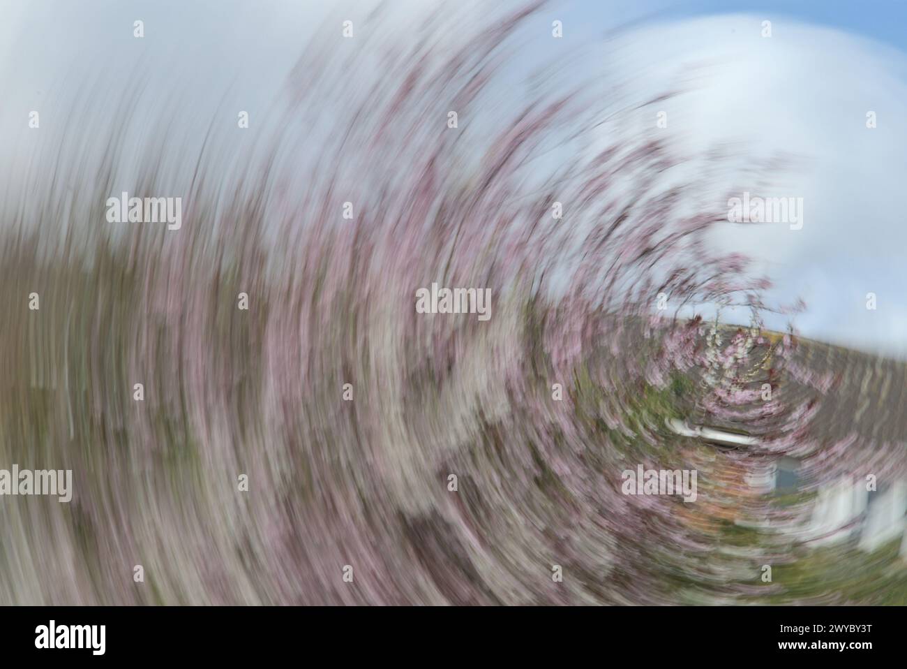 ICM fotografia albero vorticoso Foto Stock