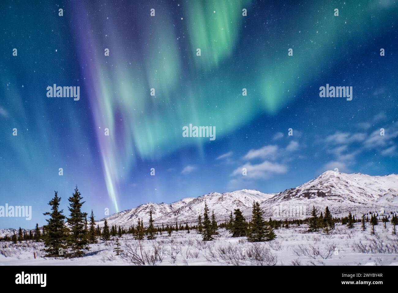 Nord America; Stati Uniti; Alaska; Denali National Park; Taiga-Tundra; inverno; fenomeni naturali; cielo notturno; aurora boreale; aurora boreale; Foto Stock