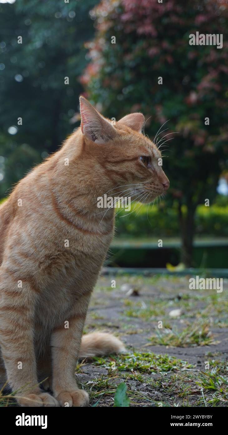 Un gatto randagio arancione seduto senza guardare la macchina fotografica in un parco Foto Stock