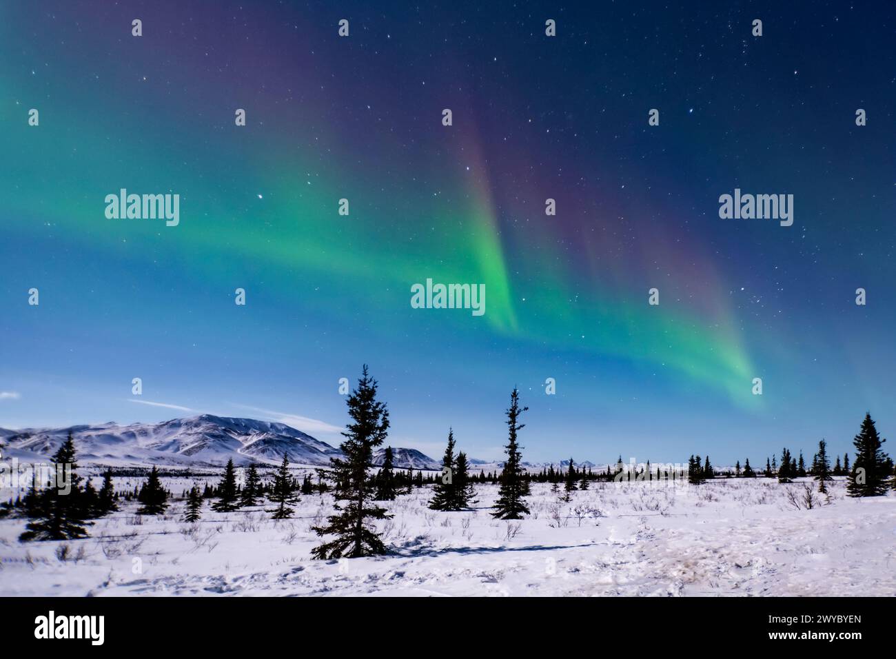 Nord America; Stati Uniti; Alaska; Denali National Park; Taiga-Tundra; inverno; fenomeni naturali; cielo notturno; aurora boreale; aurora boreale; Foto Stock