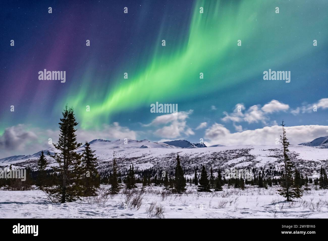 Nord America; Stati Uniti; Alaska; Denali National Park; Taiga-Tundra; inverno; fenomeni naturali; cielo notturno; aurora boreale; aurora boreale; Foto Stock