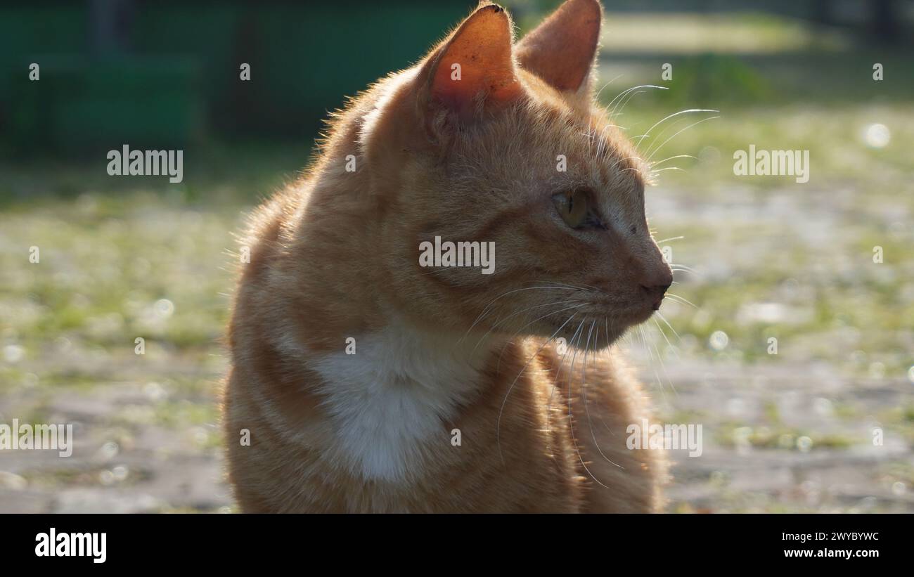 Un gatto randagio arancione seduto senza guardare la macchina fotografica in un parco Foto Stock