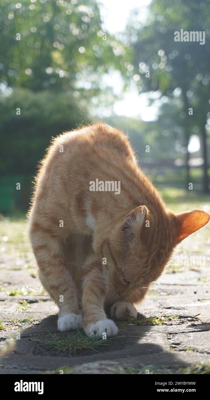 Un gatto randagio arancione che lecca il suo corpo per pulirlo dalla sporcizia in un parco Foto Stock