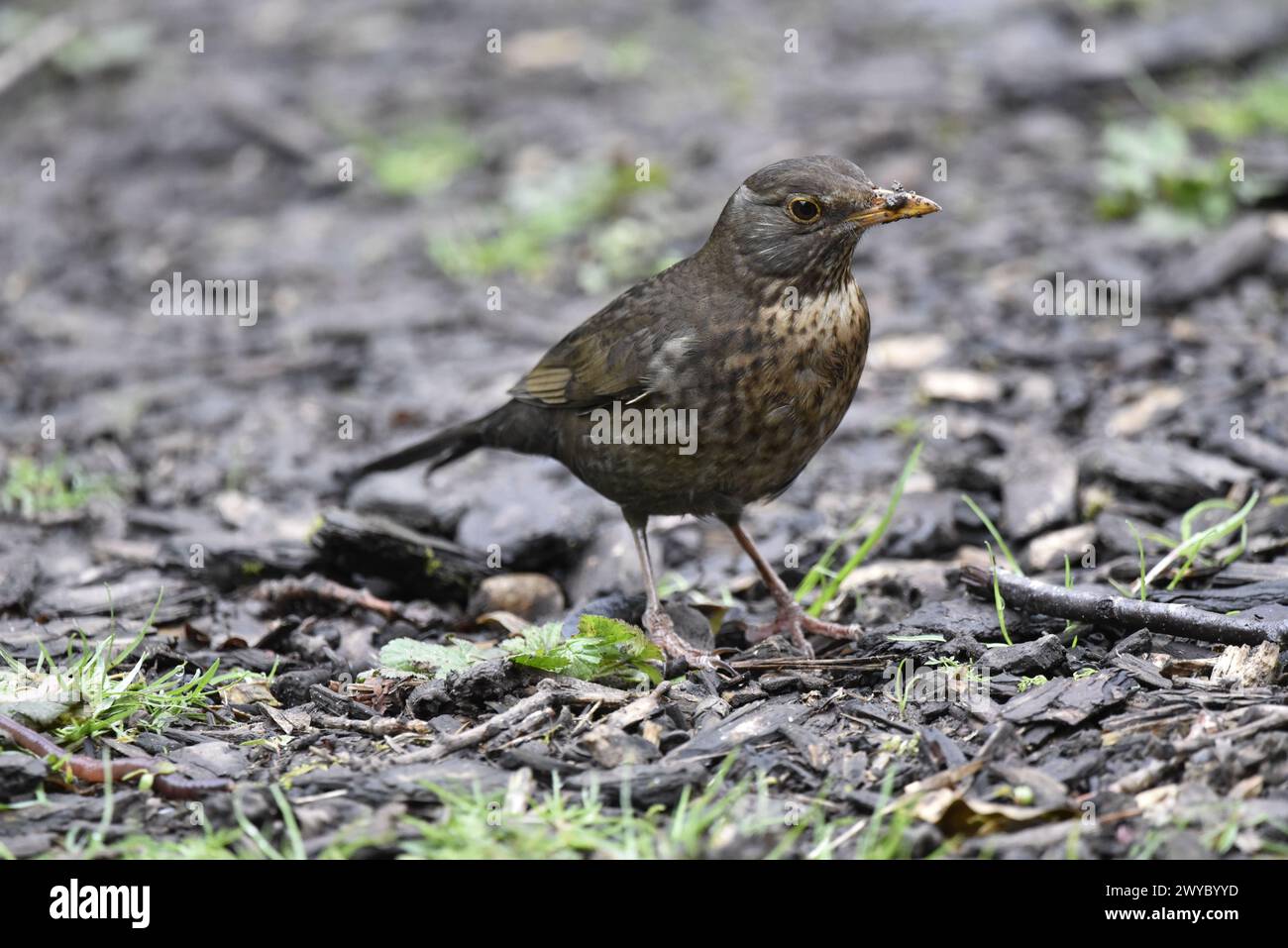 Immagine ravvicinata a livello di occhio di un uccello nero comune femminile (Turdus merula) in piedi sul pavimento di Woodland a destra, con un becco fangoso, scattata nel Regno Unito Foto Stock