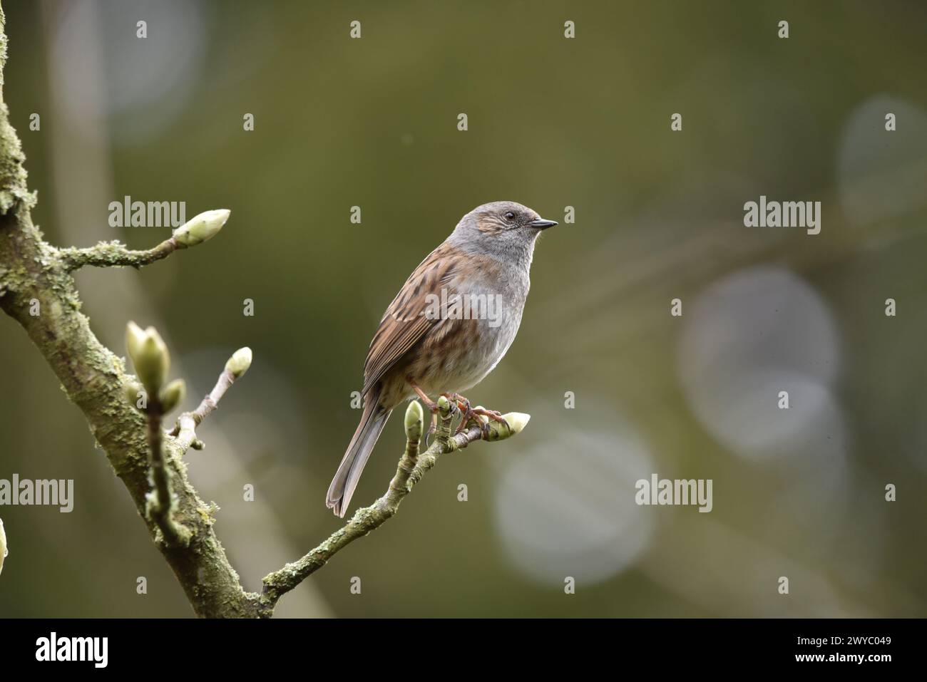 Dunnock (Prunella modularis) arroccato su un Twig in erba, a sinistra dell'immagine, su uno sfondo bokeh verde oliva, con testa inclinata verso la fotocamera, Regno Unito Foto Stock