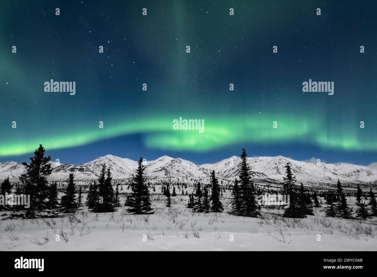 Nord America; Stati Uniti; Alaska; Denali National Park; Taiga-Tundra; inverno; fenomeni naturali; cielo notturno; aurora boreale; aurora boreale; Foto Stock