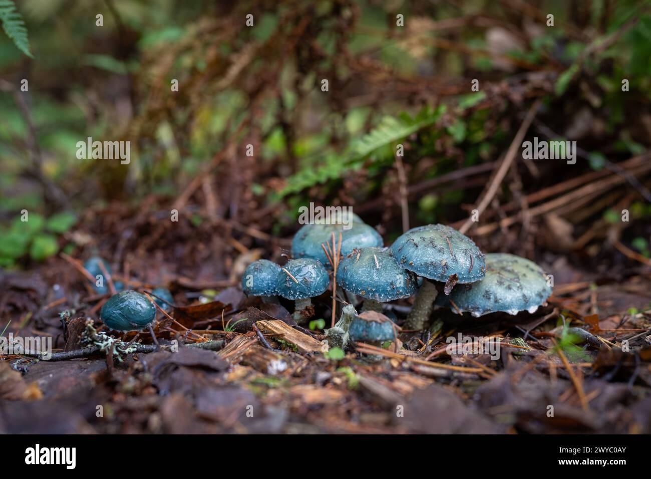 Strofaria blu-verde, o verdigris agaric (Stropharia aeruginosa), fungo di bosco strisciante, che si trova su boschi. Foto Stock