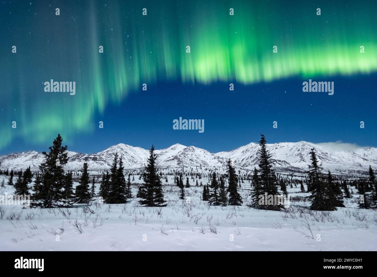Nord America; Stati Uniti; Alaska; Denali National Park; Taiga-Tundra; inverno; fenomeni naturali; cielo notturno; aurora boreale; aurora boreale; Foto Stock