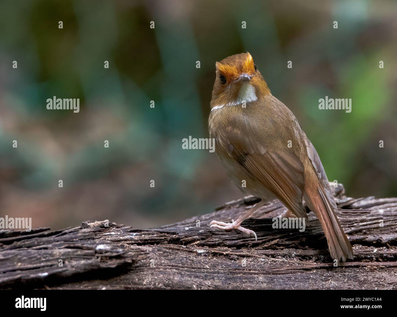 rufous browed flycatcher piccolo uccello sonoro appollaiato sul camion libero guardando indietro Foto Stock
