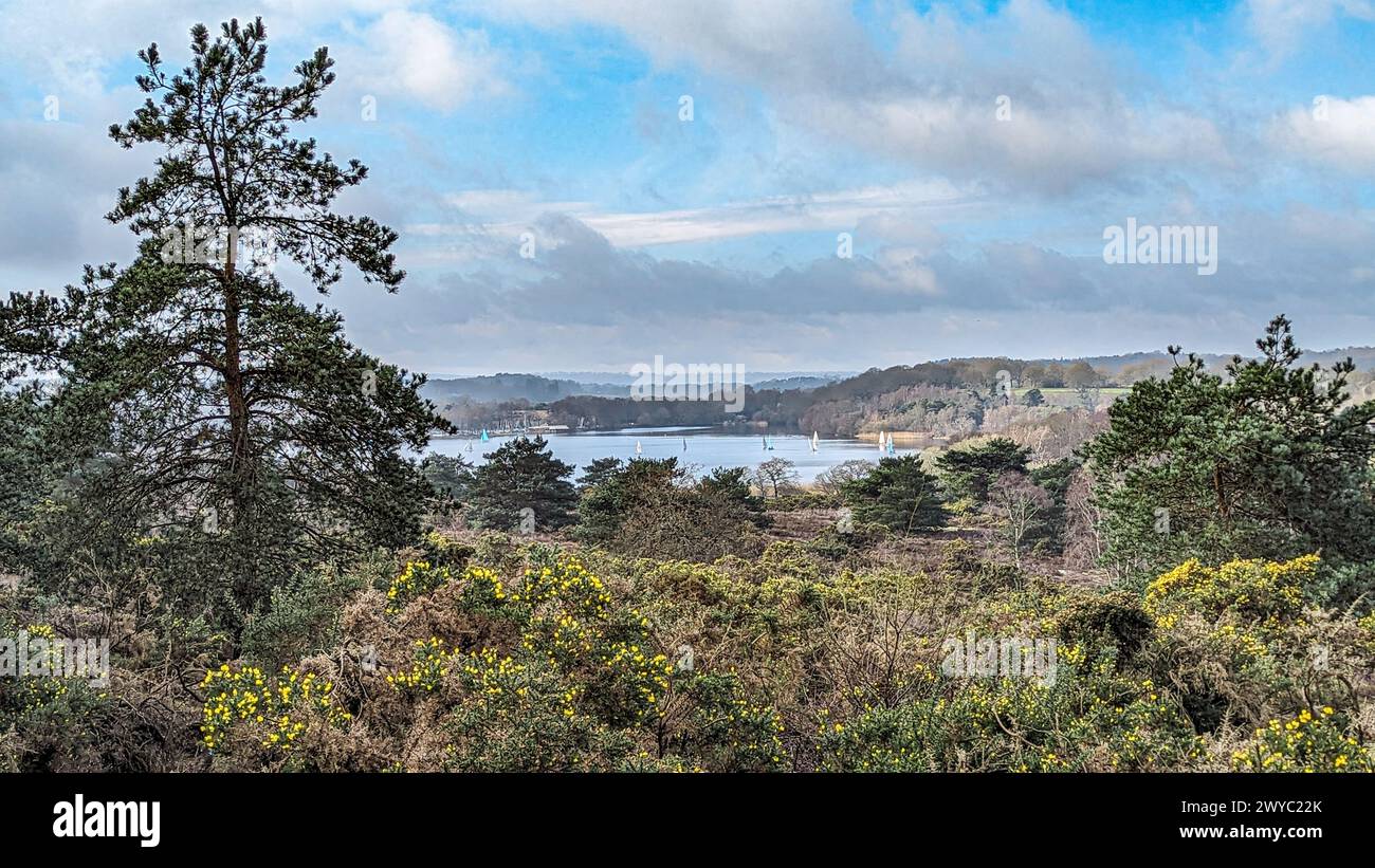 Il re crinale frensham si affaccia sul grande stagno di frensham Foto Stock