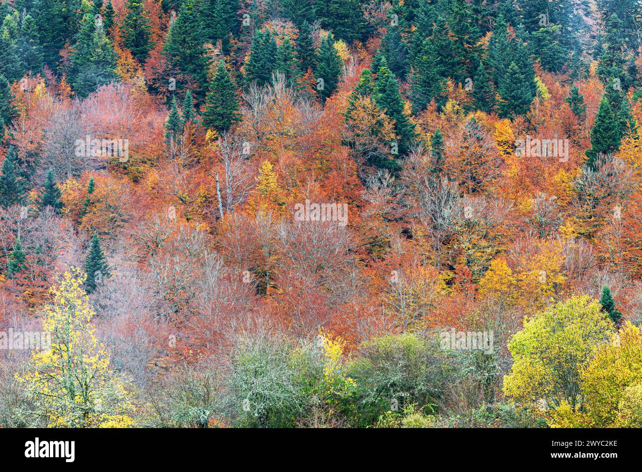 Colori autunnali nella foresta di Irati Foto Stock