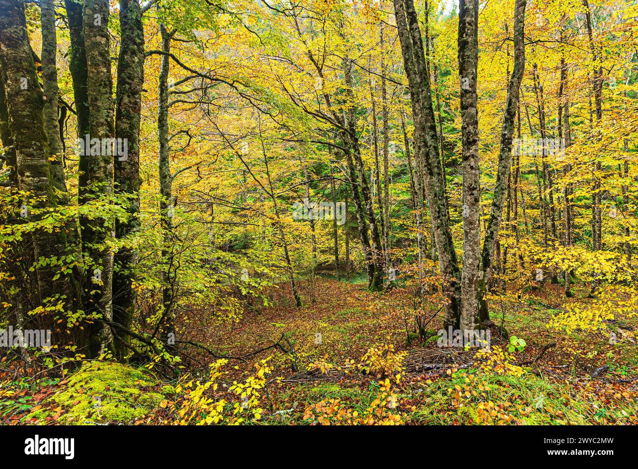 Colori autunnali nella foresta di Irati Foto Stock