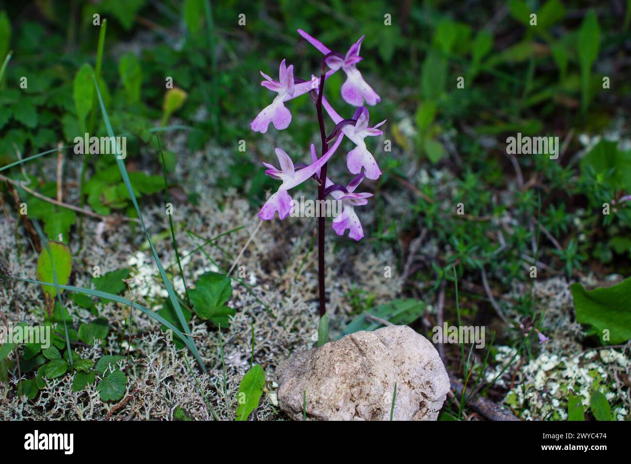 Orchidea di Troodos (Orchis troodi) in fiore, in habitat naturale a Cipro Foto Stock