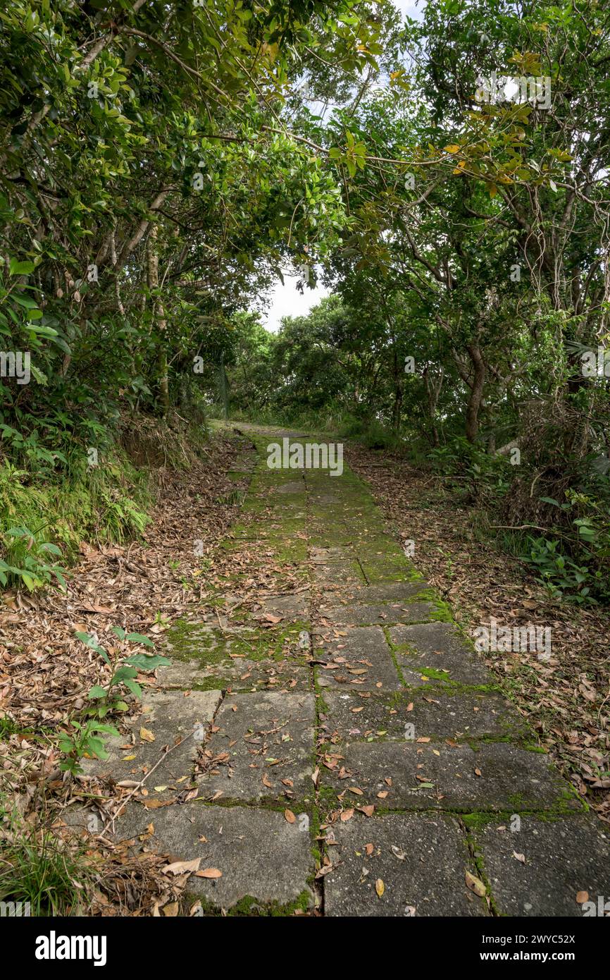 Un antico sentiero in pietra si snoda attraverso una fitta foresta ricoperta di foglie, evocando un senso di mistero ed esplorazione Foto Stock