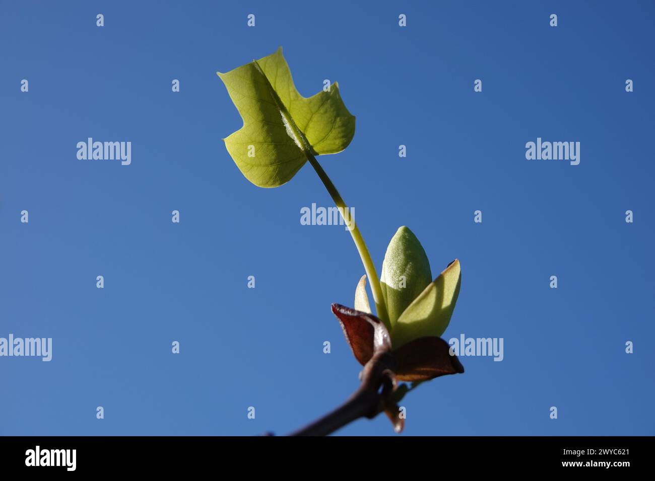 Primavera Regno Unito, Tulip Tree lascia emergere Foto Stock