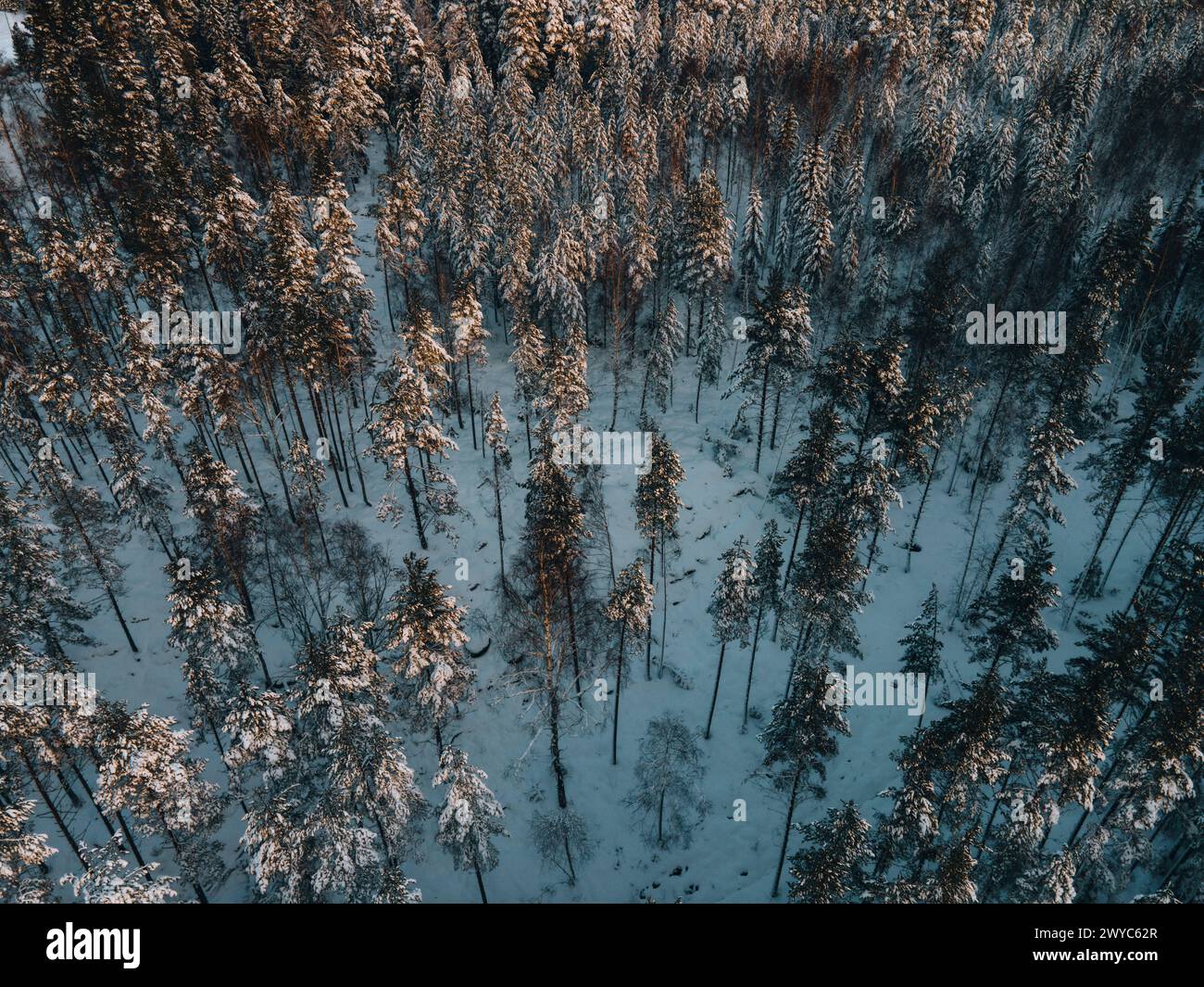 Paesaggio invernale sulla neve in Svezia in Drone Foto Stock