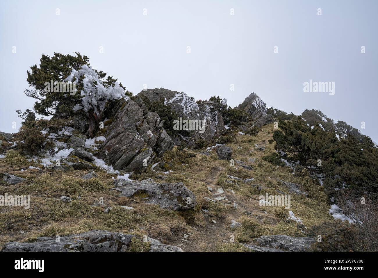 Un albero solitario si erge ricoperto di fitto ghiaccio lungo un sentiero di montagna, avvolto da una fitta nebbia Foto Stock