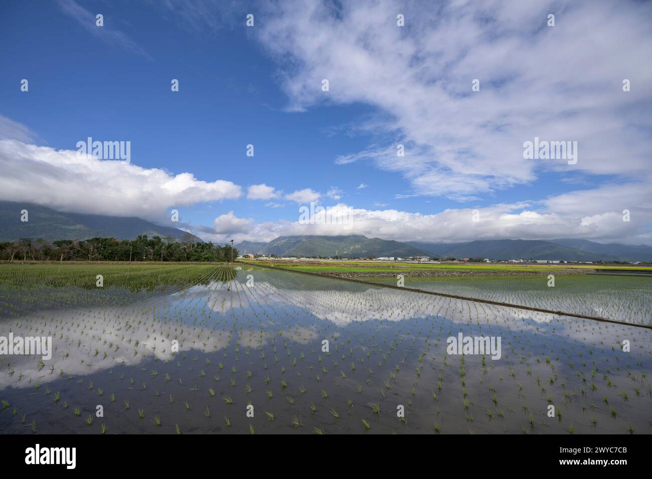 Un tranquillo paesaggio di risaie piene d'acqua che riflettono il cielo con montagne e nuvole lontane Foto Stock