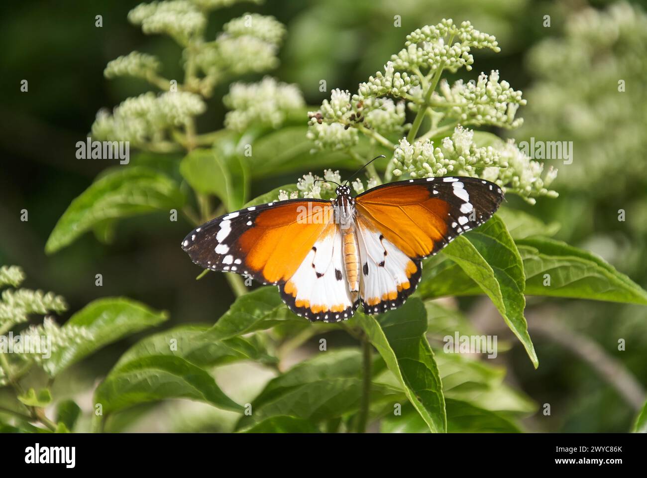 Una semplice farfalla di tigre arroccata su un fiore Foto Stock