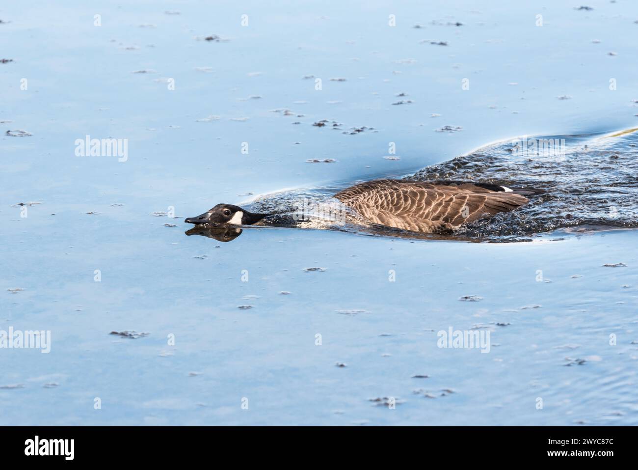 Canada Goose (Branta canadensis) nuota in modalità minaccia Foto Stock