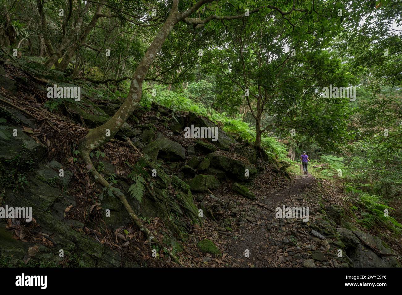 Un escursionista cammina leggermente su un isolato sentiero forestale circondato da felci sovrastanti e dalla serenità della natura indisturbata Foto Stock