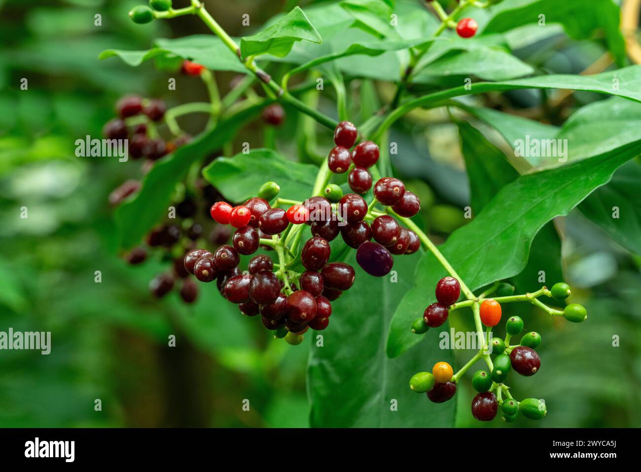 Frutto di carapichea ipecacuanha. È originaria di Costa Rica, Nicaragua, Panama, Colombia e Brasile. Giardino botanico di Heidelberg, Baden Wuerttemberg Foto Stock