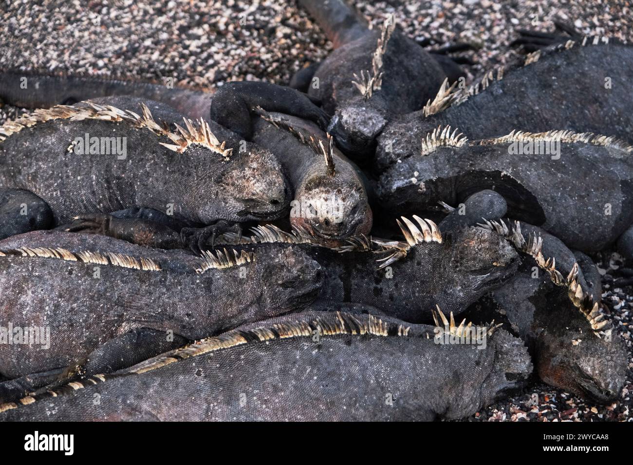 Alcune specie di fauna selvatica delle Galapagos si sono riunite sulla riva Foto Stock