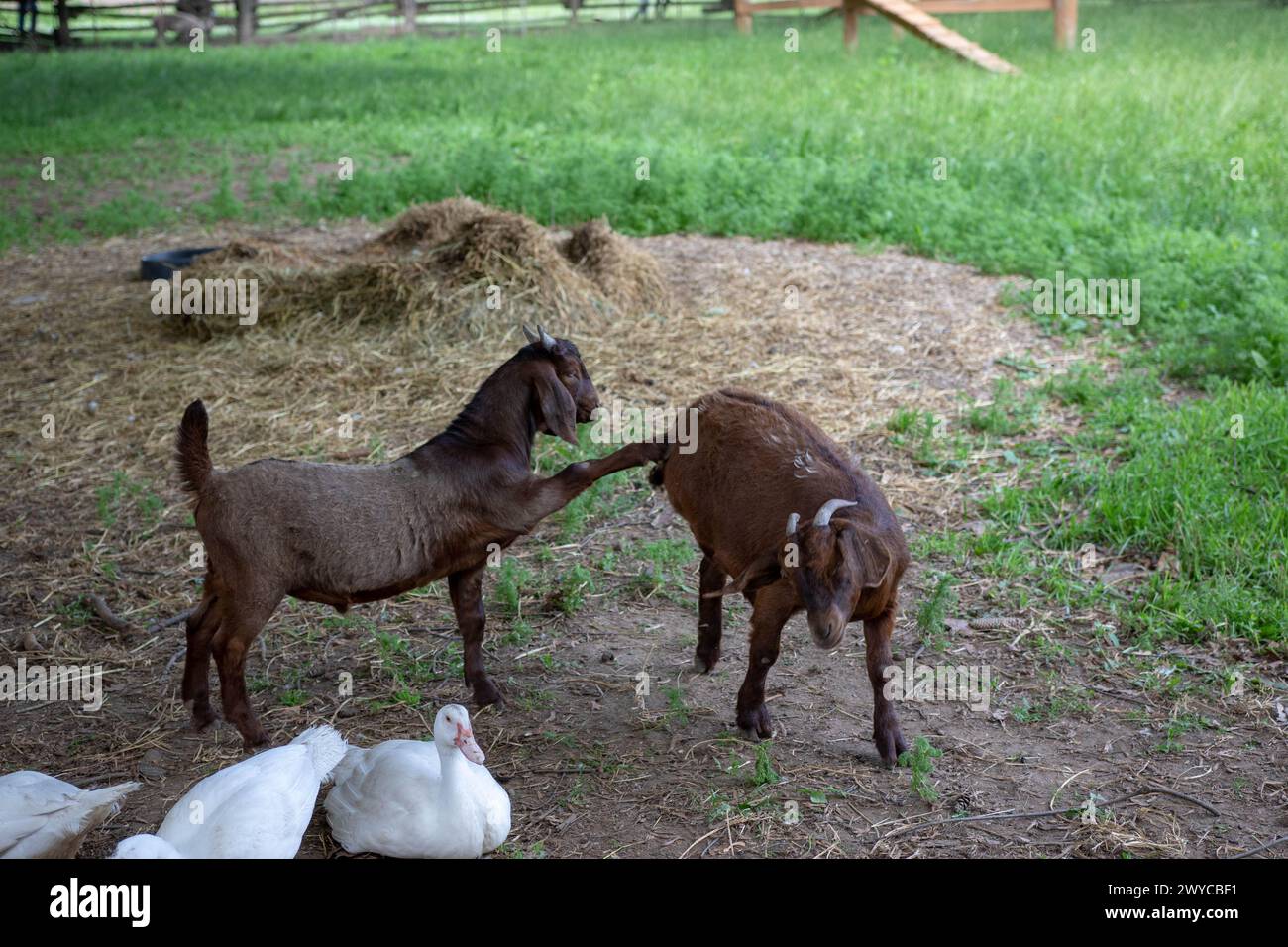 Due capre che giocano in natura Foto Stock