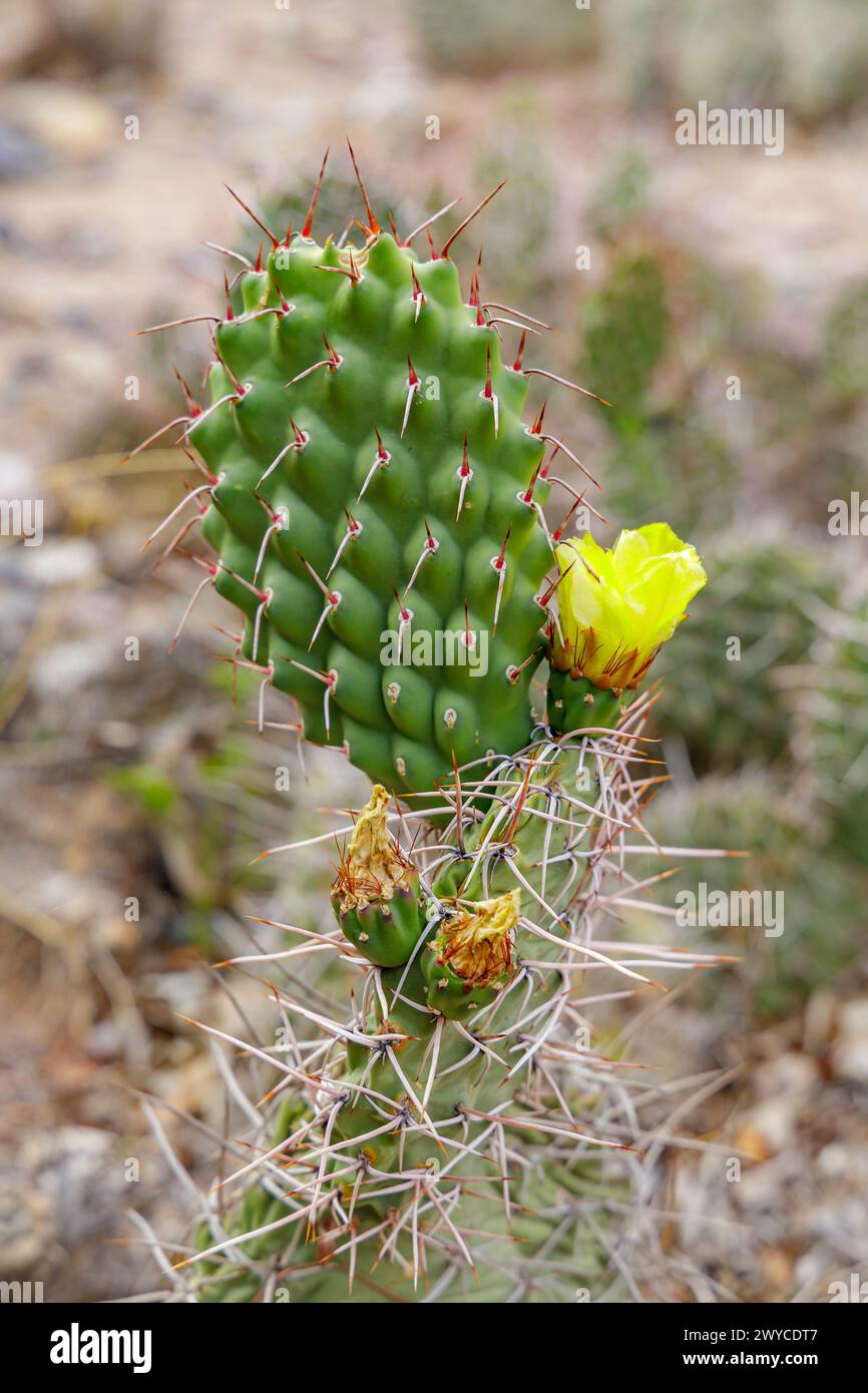 Un cactus con un fiore giallo in cima nel giardino botanico ad alta quota di Tilcara, Argentina. Foto Stock