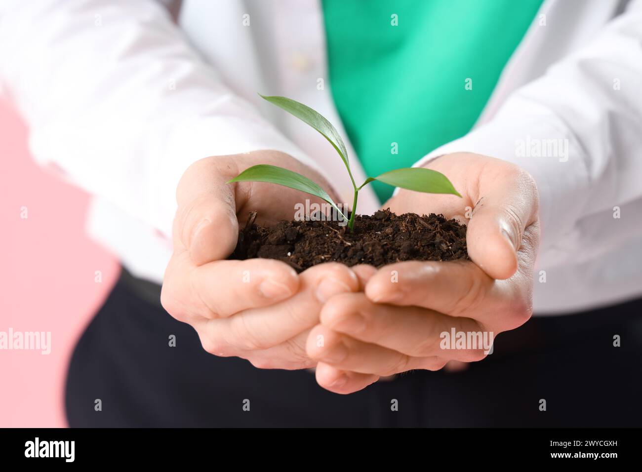 Uomo che tiene il terreno con una pianta giovane su sfondo rosa, primo piano. Concetto di ecologia Foto Stock