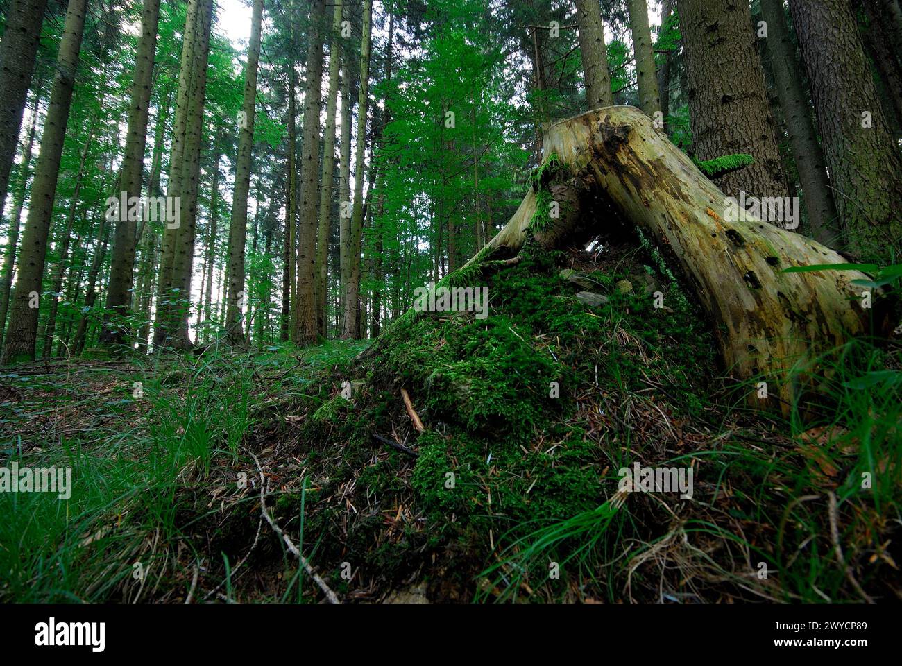 Paesaggio boschivo di Bludenz, Austria Foto Stock
