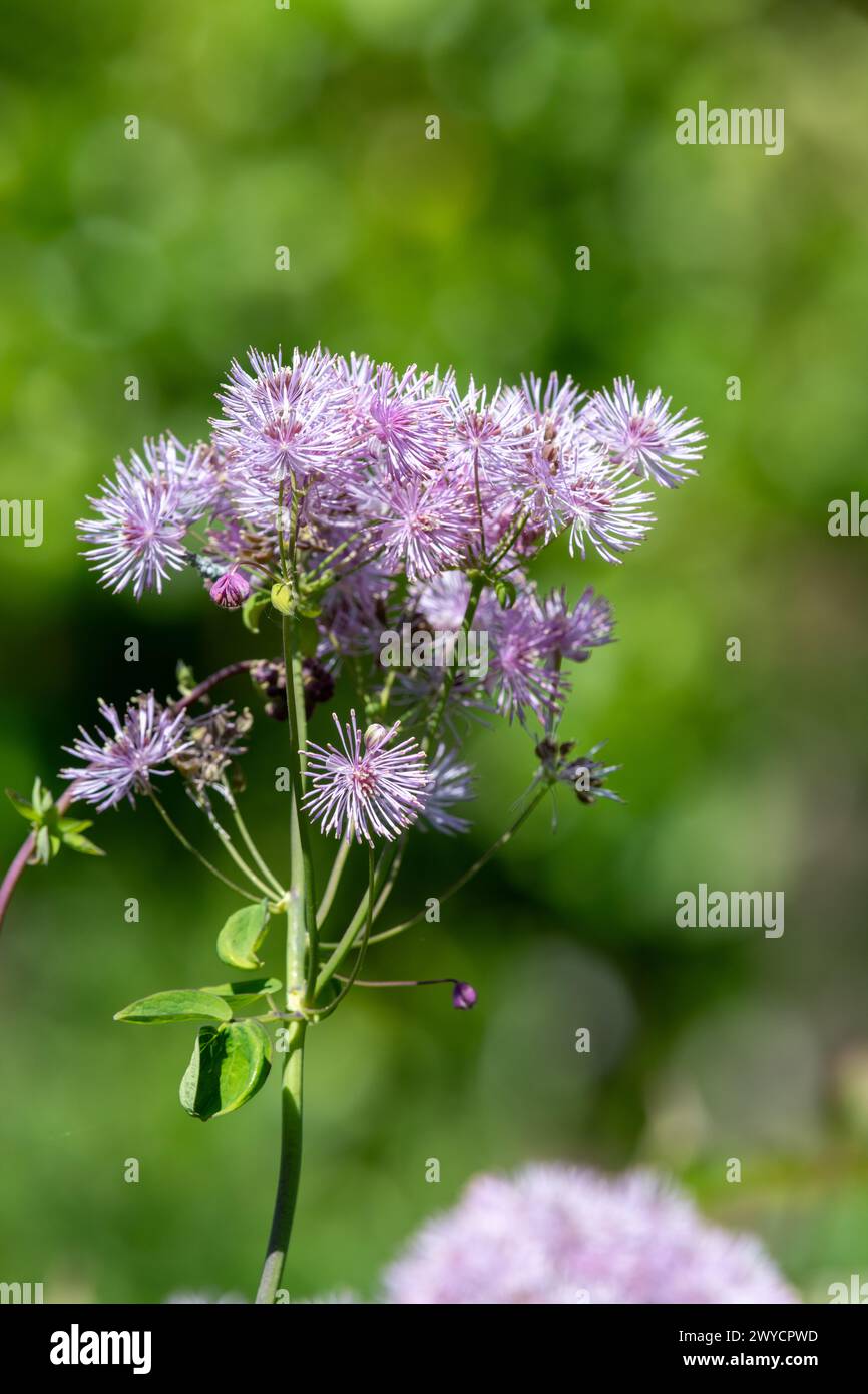 Primo piano di una grande strada prata (thalictrum aquilegiifolium) in fiore Foto Stock