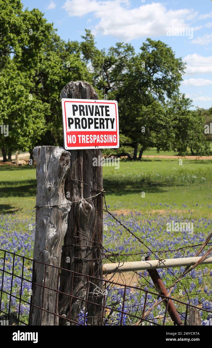 Blue Bonnet lungo il Willow City Loop a Willow City, Texas, Stati Uniti Foto Stock