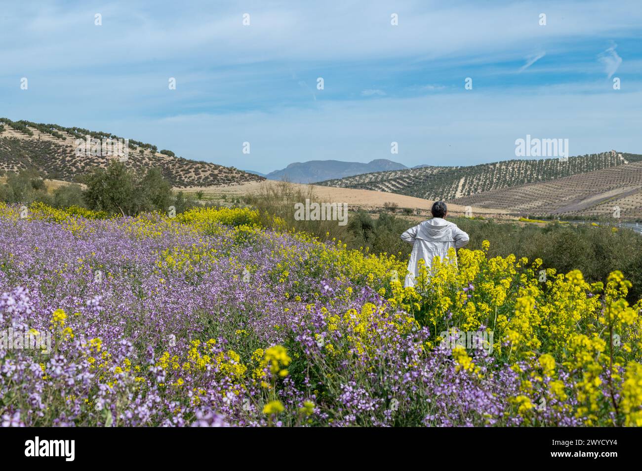 Vera donna dai capelli grigi che contempla un paesaggio primaverile di fiori e ulivi in Andalusia (Spagna) Foto Stock
