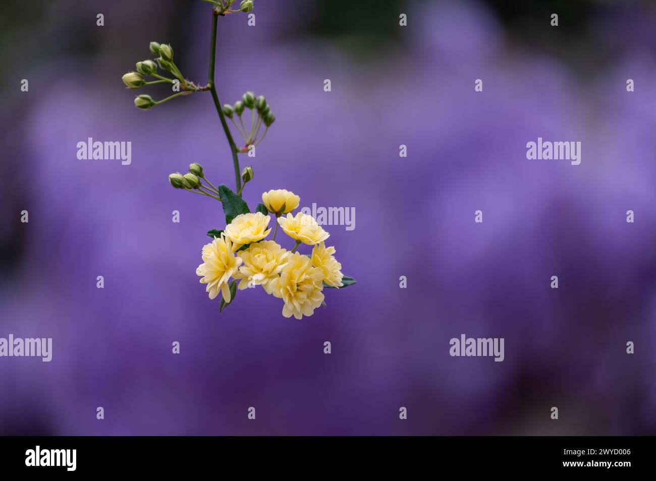 Piccole rose gialle (Lady Bank's, Rosa banksiae) su sfondo viola nel giardino Foto Stock