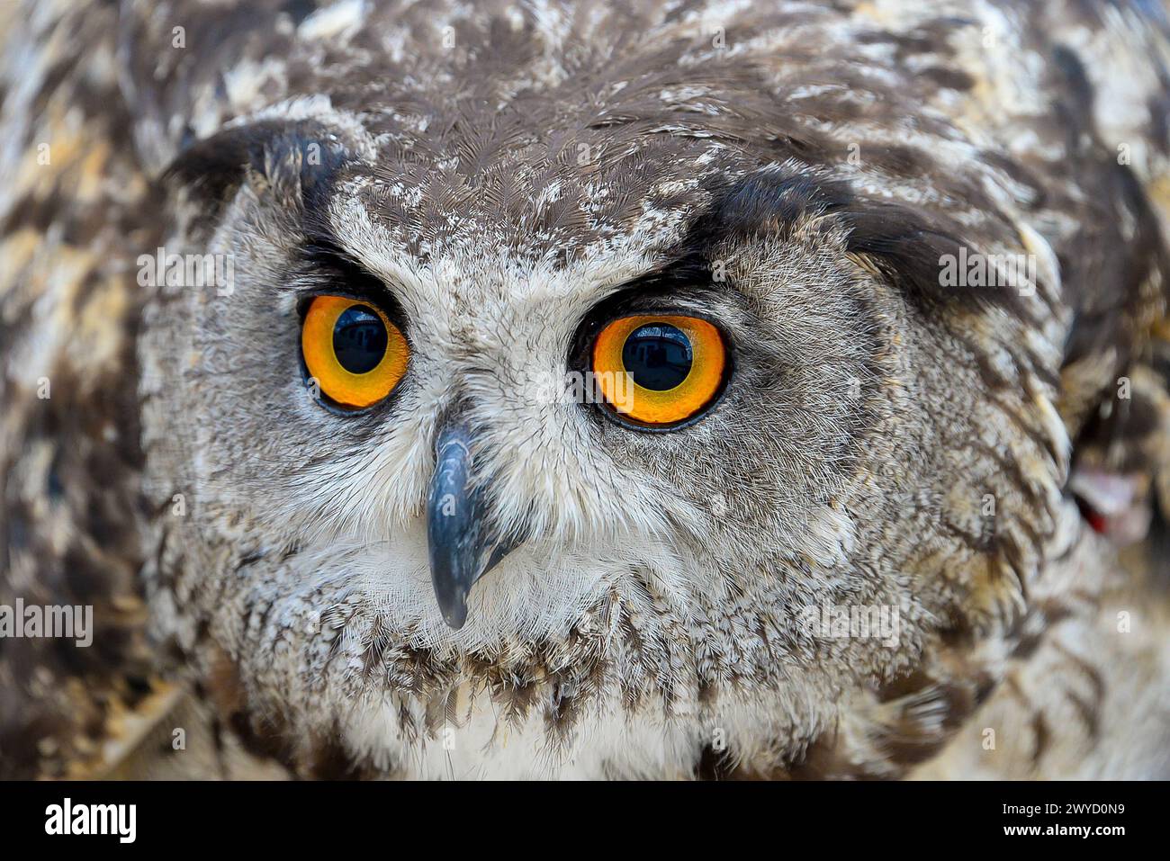 Il gufo eurasiatico (Bubo bubo) è abita da foreste e scogliere ripide. Vive in Asia, Europa e Nord Africa.it è il gufo più grande che vive in una roccia Foto Stock