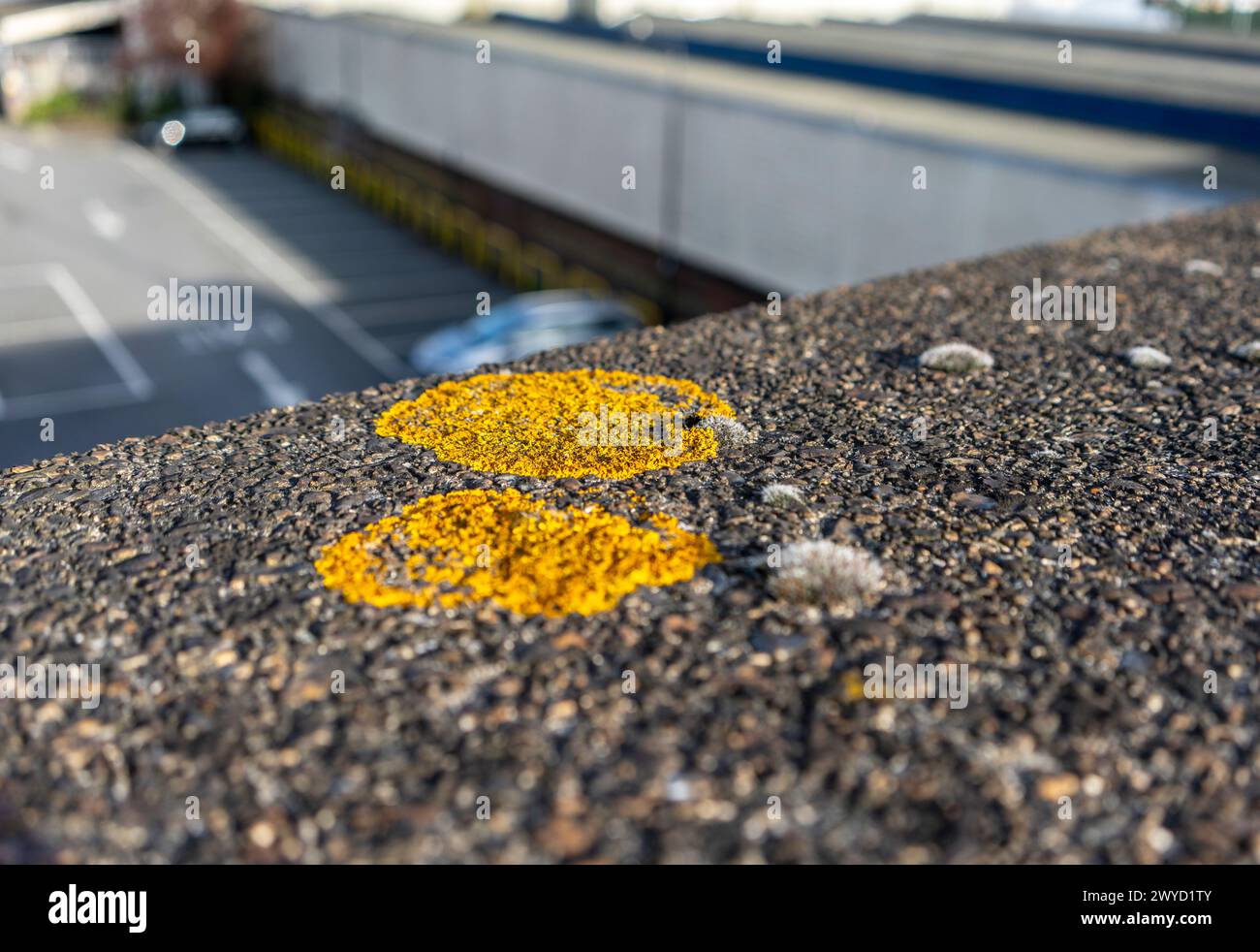 Crescita di lichene (Caloplaca flavescens) su calcestruzzo granitico nell'Inghilterra meridionale, Regno Unito Foto Stock