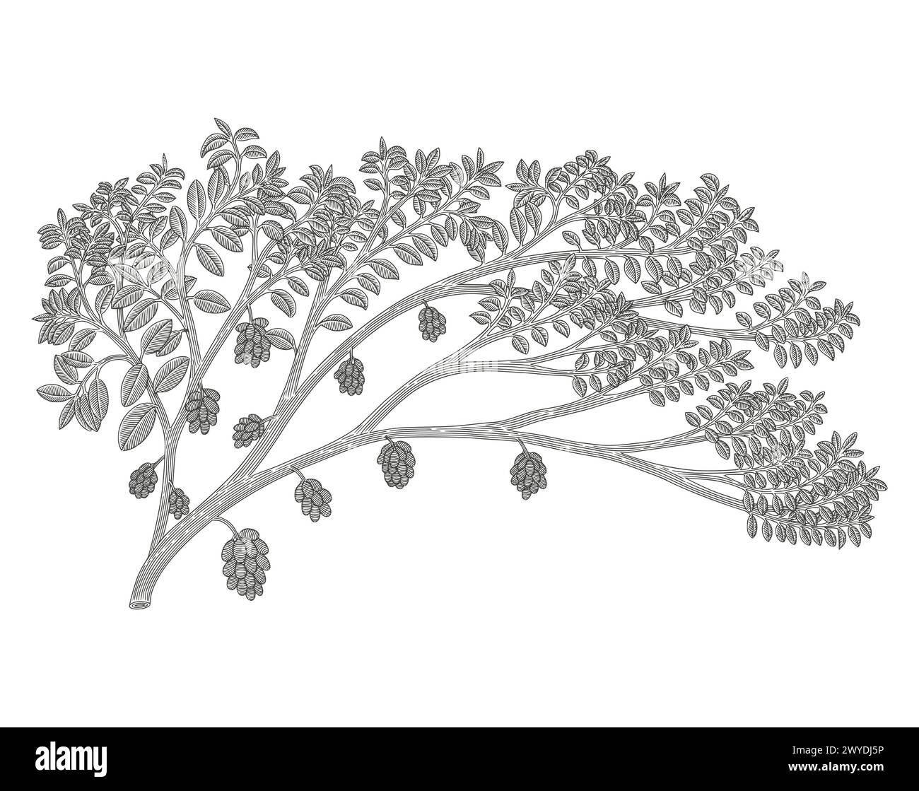 Jamblang o java Plum Tree, Syzygium cumini, illustrazione in stile disegno con incisione Vintage Illustrazione Vettoriale