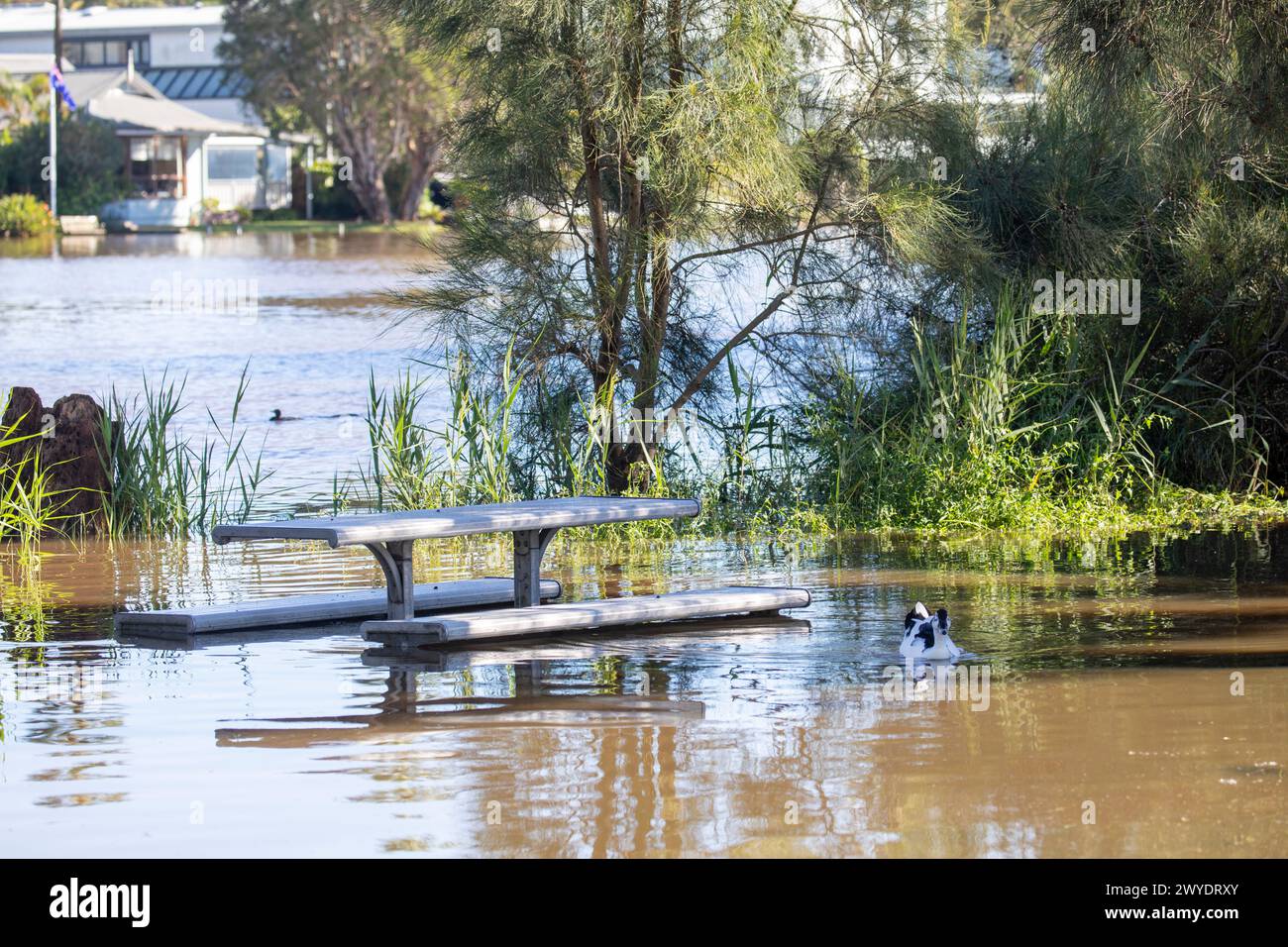 Sabato 6 aprile 2024. Sydney è stata colpita da un diluvio di pioggia nelle ultime 48 ore, con alcune aree, tra cui Penrith, che hanno ricevuto le piogge più pesanti di sempre, a Narrabeen i residenti intorno alla laguna di Narabeen, nella foto, sono stati invitati ad evacuare a causa dell'innalzamento del livello dell'acqua dal lago Narrabeen sulle spiagge settentrionali di Sydney. dove sono caduti oltre 150 mm di pioggia. Ci sono stati oltre 50 avvistamenti di inondazioni lungo i fiumi nel nuovo Galles del Sud e si prevede che la diga di Warragamba fuoriesca. Accreditate le notizie dal vivo di Martin Berry @alamy. Foto Stock