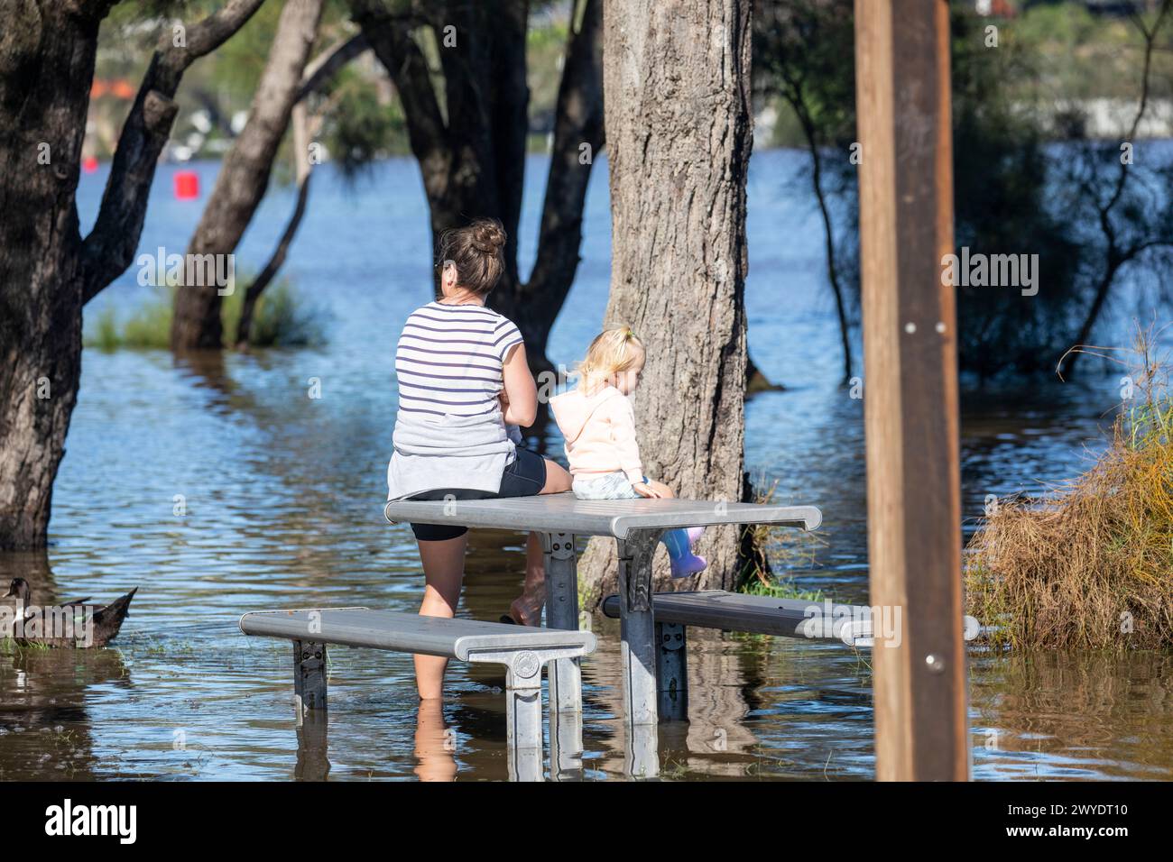 Sabato 6 aprile 2024. Sydney è stata colpita da un diluvio di pioggia nelle ultime 48 ore, con alcune aree, tra cui Penrith, che hanno ricevuto le piogge più pesanti di sempre, a Narrabeen i residenti intorno alla laguna di Narabeen, nella foto, sono stati invitati ad evacuare a causa dell'innalzamento del livello dell'acqua dal lago Narrabeen sulle spiagge settentrionali di Sydney. dove sono caduti oltre 150 mm di pioggia. Ci sono stati oltre 50 avvistamenti di inondazioni lungo i fiumi nel nuovo Galles del Sud e si prevede che la diga di Warragamba fuoriesca. Madre e bambino si siedono sulla panchina e sul tavolo del parco sommerso. Credit Martin Berry @alamy Live news. Foto Stock