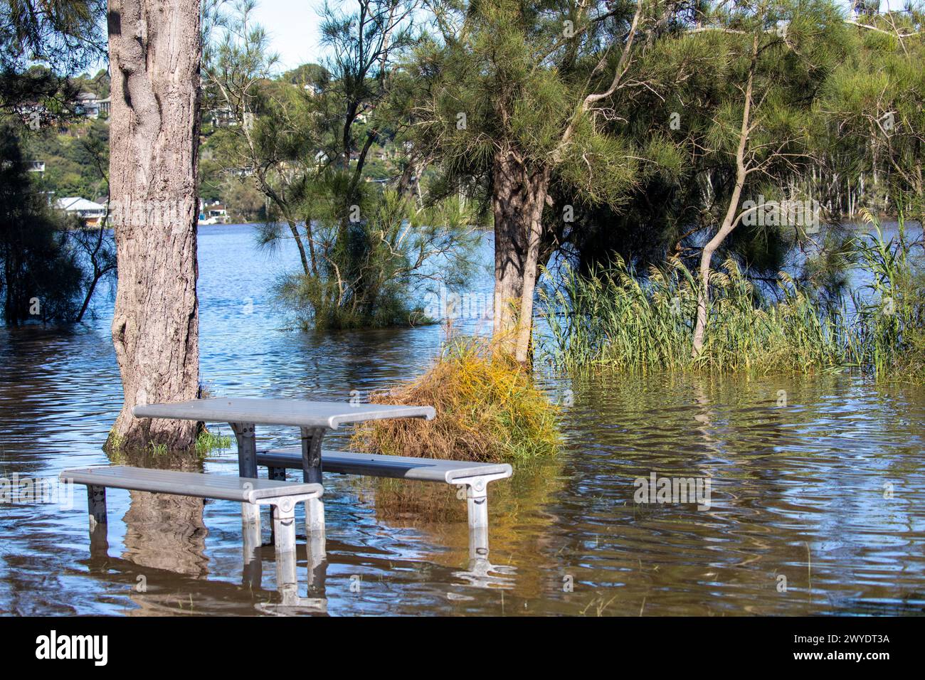 Sabato 6 aprile 2024. Sydney è stata colpita da un diluvio di pioggia nelle ultime 48 ore, con alcune aree, tra cui Penrith, che hanno ricevuto le piogge più pesanti di sempre, a Narrabeen i residenti intorno alla laguna di Narabeen, nella foto, sono stati invitati ad evacuare a causa dell'innalzamento del livello dell'acqua dal lago Narrabeen sulle spiagge settentrionali di Sydney. dove sono caduti oltre 150 mm di pioggia. Ci sono stati oltre 50 avvistamenti di inondazioni lungo i fiumi nel nuovo Galles del Sud e si prevede che la diga di Warragamba fuoriesca. Accreditate le notizie dal vivo di Martin Berry @alamy. Foto Stock