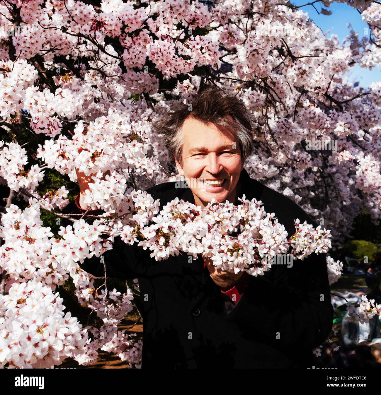 Uomo giapponese (mezza età) goditi la fioritura sakura nel giardino Shinjuku gyoen a Tokyo. I ciliegi Somei-yoshino fioriscono ora a marzo 31 ! Foto Stock