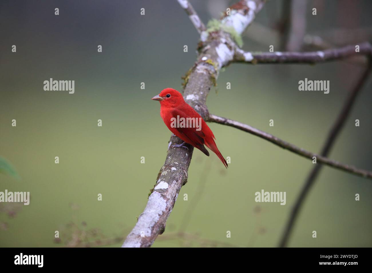 La tanager estiva (Piranga rubra rubra) è un uccello di songbird americano di medie dimensioni. Precedentemente appartenente alla famiglia dei tanager (Thraupidae). Foto Stock