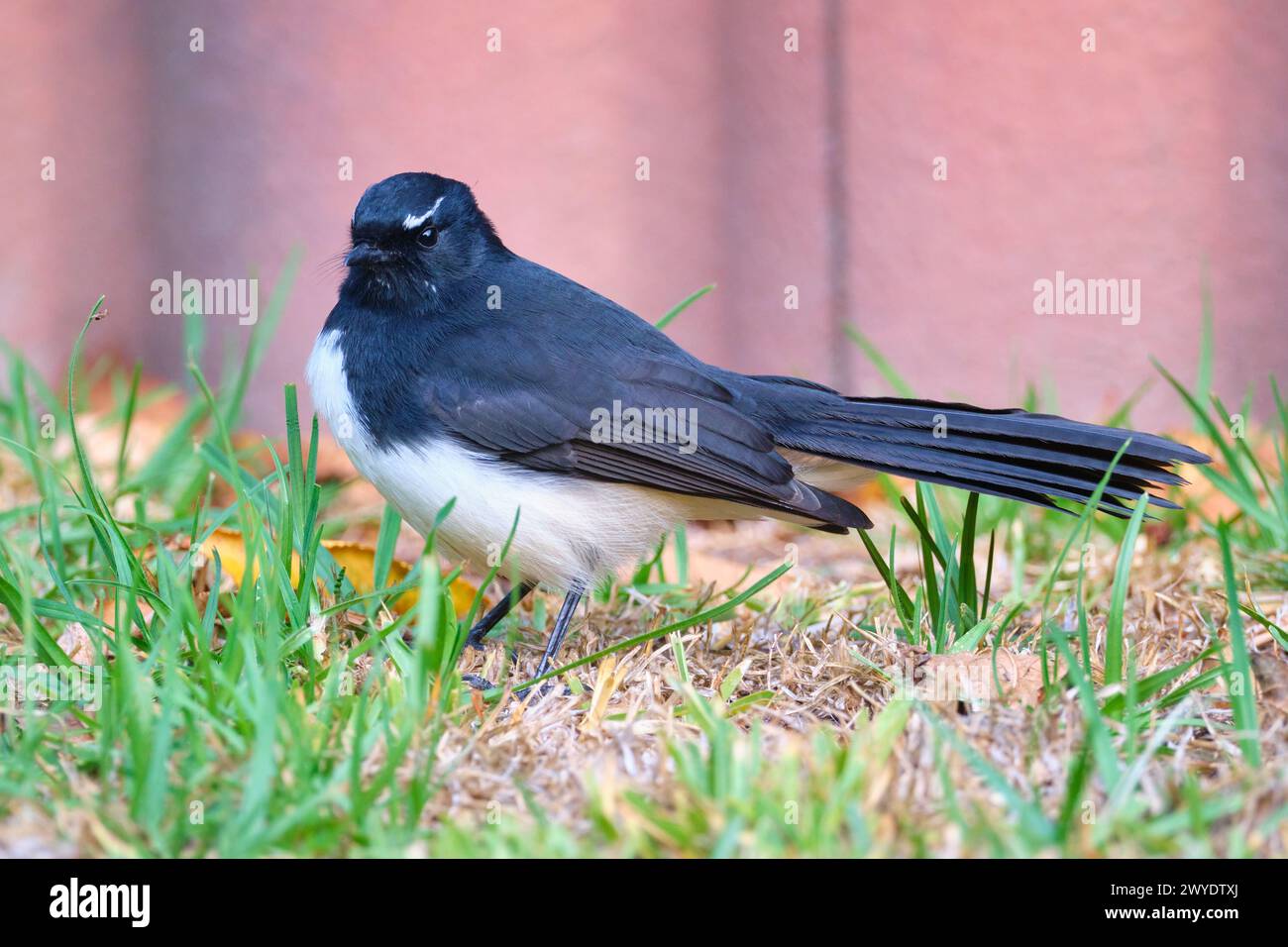 Un Willie Wagtail, Rhipidura leucophrys, un comune uccello passerino bianco e nero trovato in tutta l'Australia continentale. Foto Stock